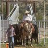 johnson_cattle