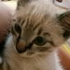 tommy_thecat8
