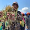 PETANI MUDA BWX