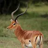 springbok_pride