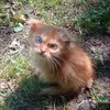 angelderfi