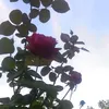 ninahmd0