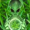 your420auntie