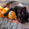 rolex_the_frenchbulldog