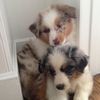 comfort._.puppz