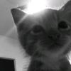 farouk_772008