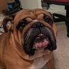 meatball.the.piggy.puppy
