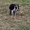 oreodawg