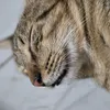 mttthww_