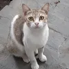 karnidistandimas