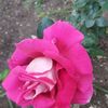 ely_ely49