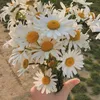 daisywhiteflower