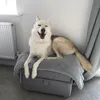 bobby_husky