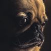 pug_off_2020