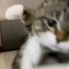 hipppppppiii