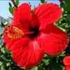 queentyka_marya971