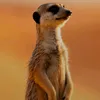 wilcobouwmans_