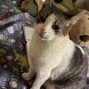 gato_.miau34