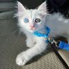 kittensugar