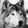 djwolf4000