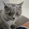 hi.aha