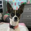 crazydogmaggie