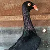 jmloftzubairjara3