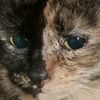 cattoms26