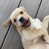 jagger.the.pup