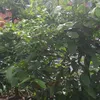 tuankakaka7979