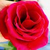 rosesb30
