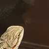 breadthebeardie4
