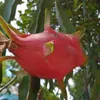 houphalla