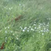floria49