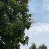 alaasaeed174