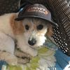 benny_jackapoo