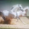 tonybowden4