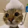 annyrainbowd08