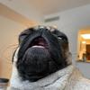 mrotisthepug