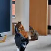 4catsoftiktok