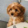 cavapoos_nala_savannah