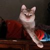 kittyhobgobbler