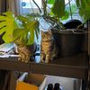 plantpacity