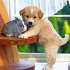 Pet story