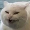 Chúa Tể Spam 🐧