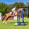 showjumping.allie