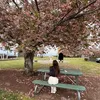 desydesip