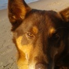 kelpie2011