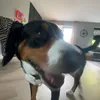 heelprivelilly