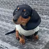 queenie_thesausagedog